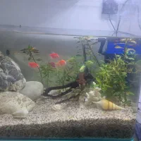 معاوزه اکواریوم با هرچی که به کارم بیاد
