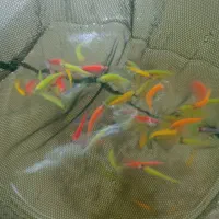 کالر،کت پوزه بوته ای،کوی