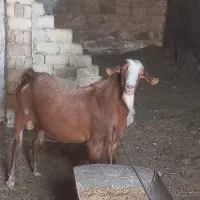 نر بز نژاددار