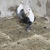 جفت کله سفید