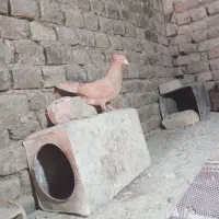 کبوتر زرد