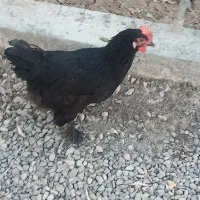 مرغ تخم گزار