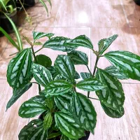 پیله آ نقره ای