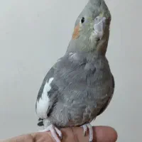 عروس هلندی