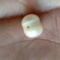 یه عددملواریدپرورشی اصلی