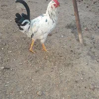 خروس گلین