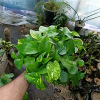 پتوس کاسه پر