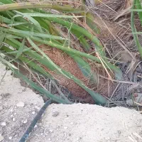 دمیت