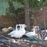 واگذاری پرنده