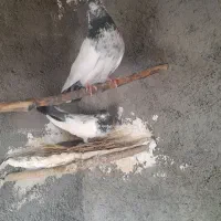 کفتر|پرنده|تویسرکان, |دیوار