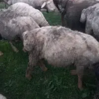 بره نر .توغلی فروش بصورت نقدی