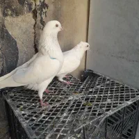 کبوتر سفید اراکی پرشی