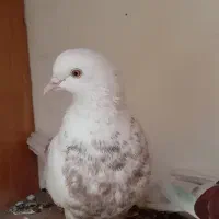 کفتر|پرنده|جوکار, |دیوار