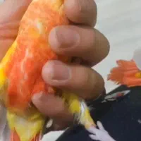 جوجه ردچیک اورجینال