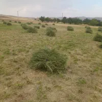 یونجه خالص