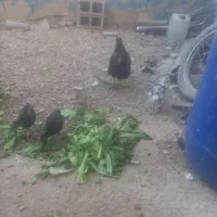 مرغ خروس محلی اصل