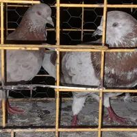 ۴عدد کبوتر معاوضه