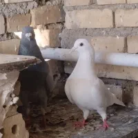 کبوتر پلاکی دورگ