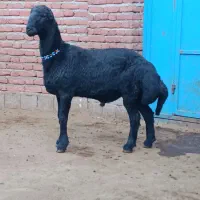قوچ و بره قوچ میش و بره ماده