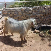 ساورین