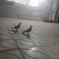 یک جفت کبوتر پلاکی نر و ماده
