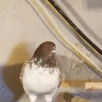جوجه و پردمبی گرفتنی