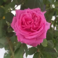 سرایدار باغ