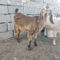 یک عدد بزغاله ماده پاکستانی