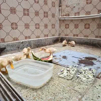 اردک