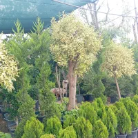 نیروی خانوم جهت ویزیتور