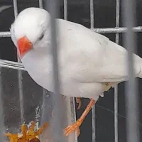 فنچ زبرا