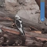 جوجه عروس هلندی گمشده