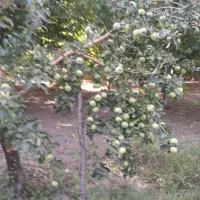 فروش-ملک