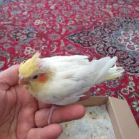 جوجه عروس هلندی