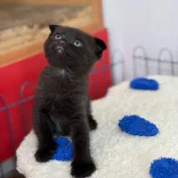 اسکاتیش دارک چاکلت