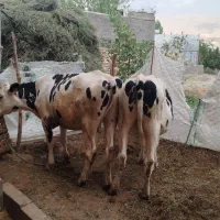 گوساله ماده