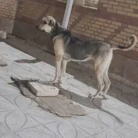 پژدر توله یک ساله ماده