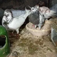 یک جوفت کفتر کله ای با جوجه