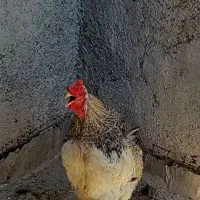 فروش خروس