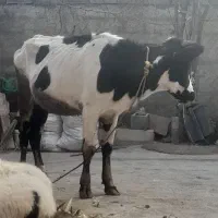 گاوسیمینتال گوساله نریکساله