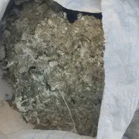 زیل کودکبوتر