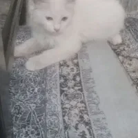 بچه گربه سفید نژادار