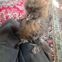 مرغ سلطان