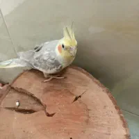 پرنده