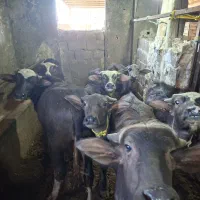 فروش 49 راس گاو میش و گاو در شهر میانه