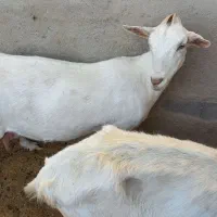 فروش بز سانن