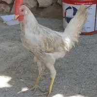 چهارعددخروس پنج ماهه