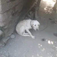 سگ سرابی