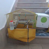 دوتا عروس هلندی نروماده با قفس