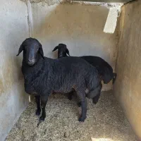 قوچ و بره ماده